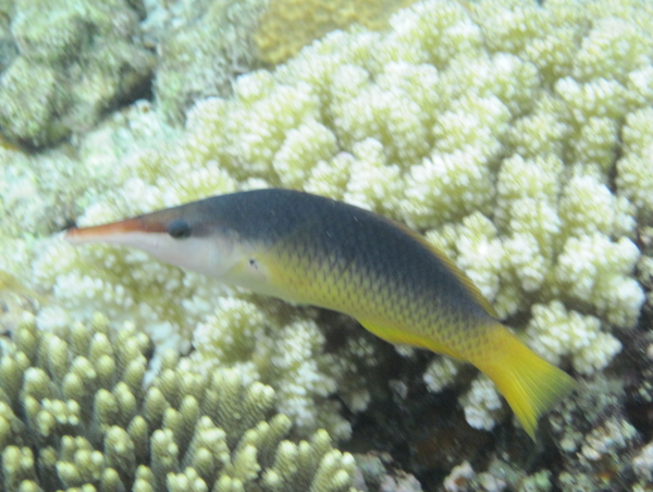 Wrasse - Bird Wrasse