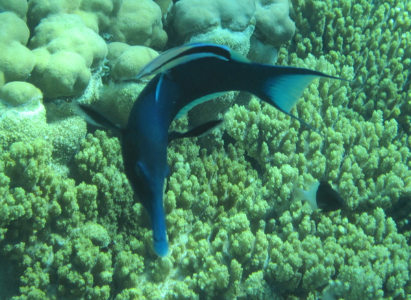 Wrasse - Bird Wrasse