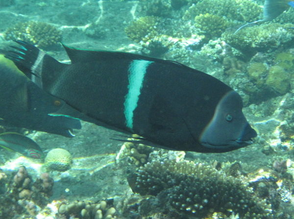 Wrasse - Clown Coris Wrasse