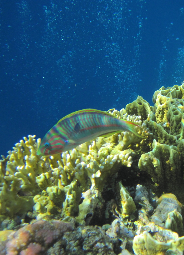 Wrasse - Klunzingers Wrasse