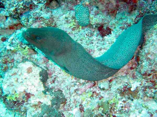 Moray - Giant Moray