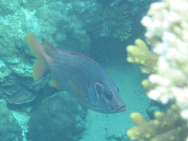 Squirrelfish - Longjaw Squirrelfish