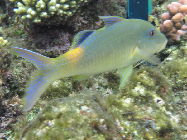 Goatfish - Yellowsaddle Goatfish