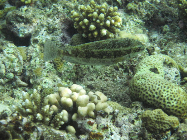 Rabbitfish - Dusky Spinefoot