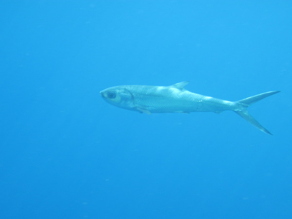 Milkfishes - Milkfish