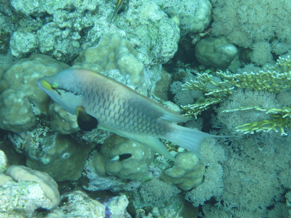 Wrasse - Slingjaw Wrasse