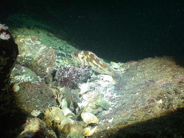Scorpaenidae - Copper Rockfish