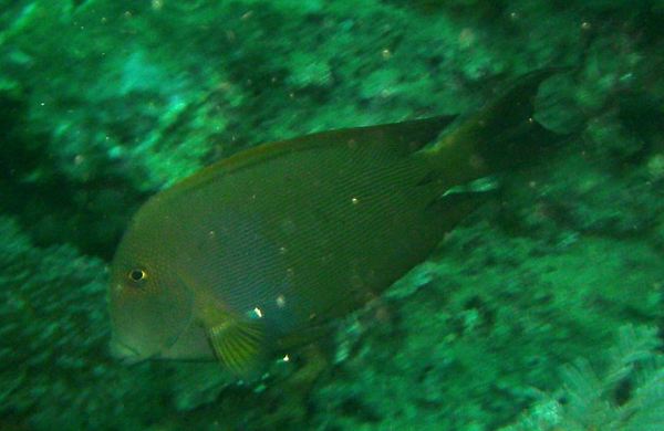 Surgeonfish - Striped Bristletooth