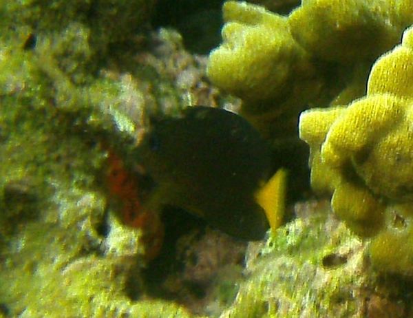 Surgeonfish - Twospot bristletooth