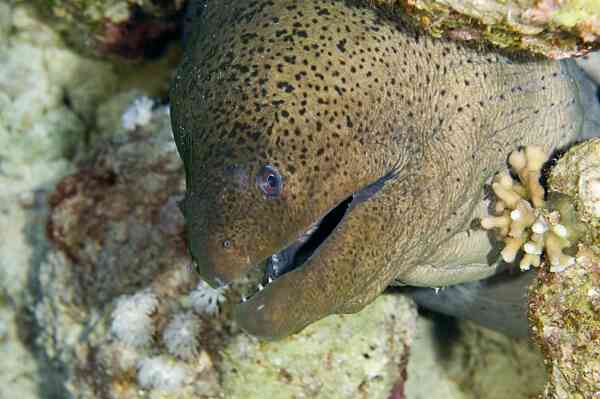 Moray - Giant Moray