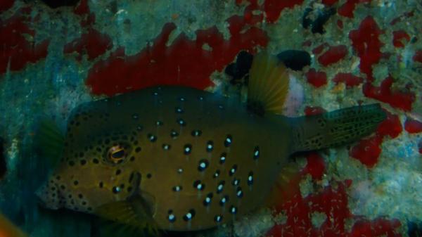 Trunkfish - Yellow Boxfish