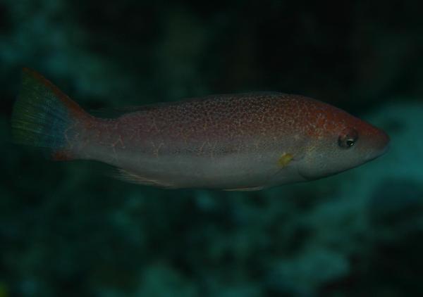 Wrasse - Speckled maori wrasse