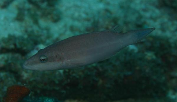 Wrasse - Cheek-lined Splendour Wrasse