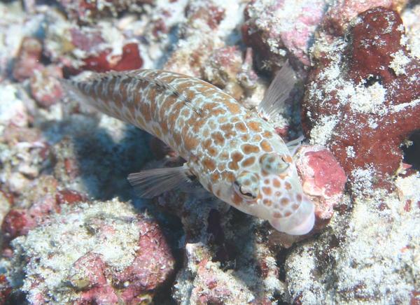 Sandperches - Black-dotted Sandperch