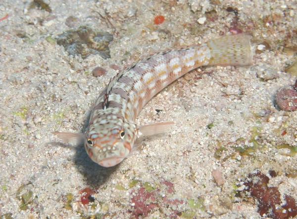 Sandperches - Barred Sandperch