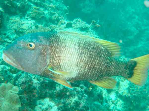 Emperors - Orange-spotted Emperor