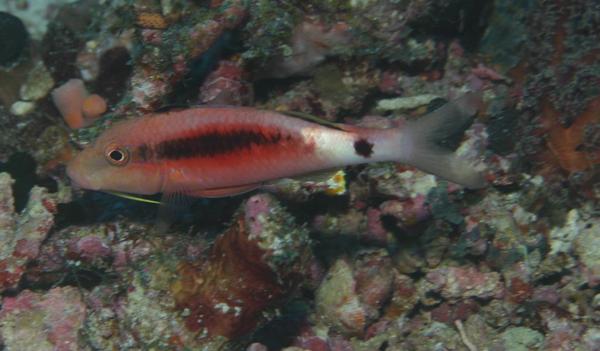 Goatfish - Longbarbel Goatfish