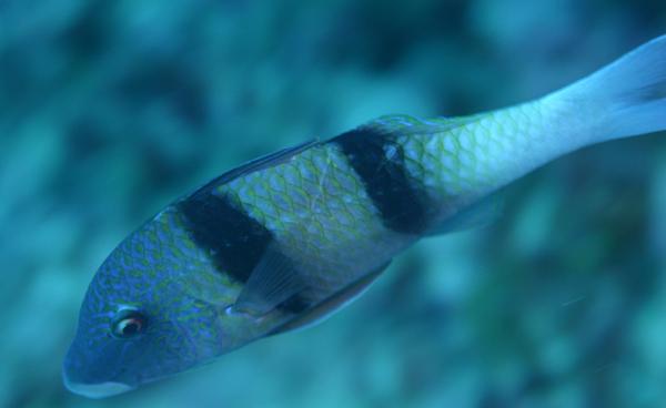 Goatfish - Doublebar Goatfish