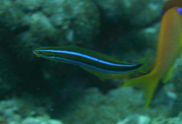 Blennies - Blue-striped Fangblenny