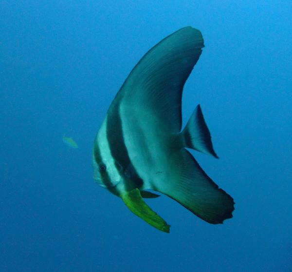 Spadefish - Longfin Spadefish