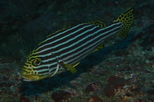 Grunts - Indian Ocean Oriental Sweetlips