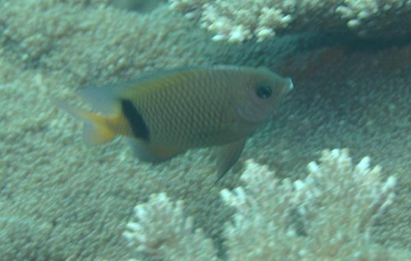 Damselfish - Blackbar Devil