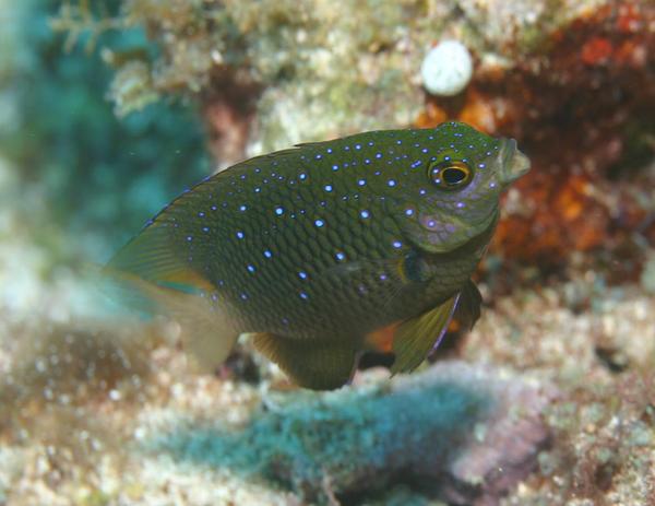 Damselfish - Jewel Damselfish