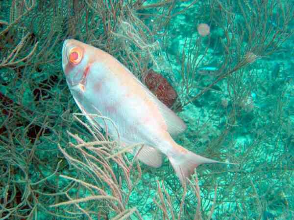 Bigeyes - Glasseye Snapper