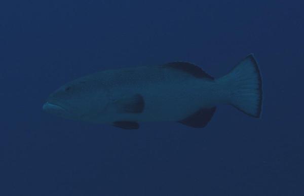 Groupers - Squaretail Grouper