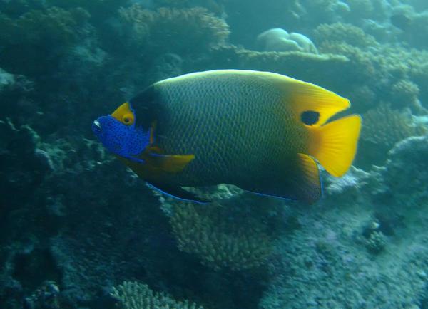 Angelfish - Blue-faced Angelfish