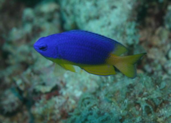 Damselfish - Caerulean damsel