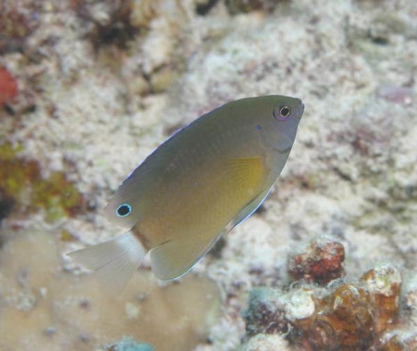 Damselfish - Whitetail Damselfish