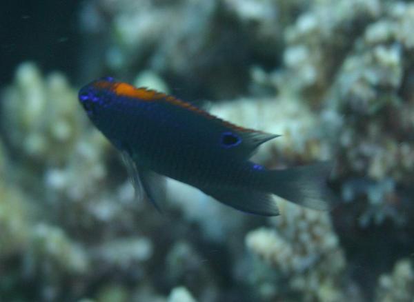 Damselfish - Whitetail Damselfish