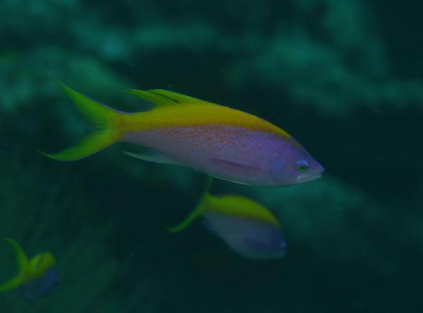 Basslets - Yellowback Anthias