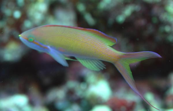 Basslets - Flame Anthias