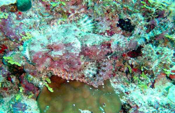 Scorpionfish - Bearded Scorpionfish