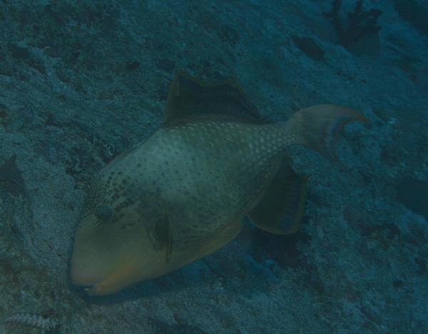 Triggerfish - Yellowmargin Triggerfish