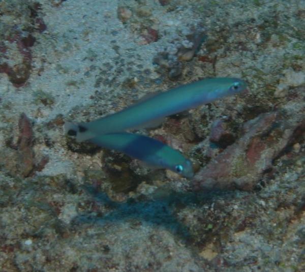 Dartfish - Blacktail Goby