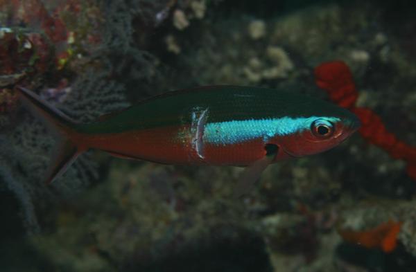 Fusiliers - Dark-banded fusilier