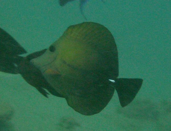 Surgeonfish - Brushtail tang