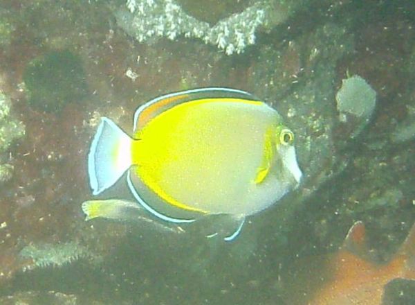 Surgeonfish - Japanese surgeonfish