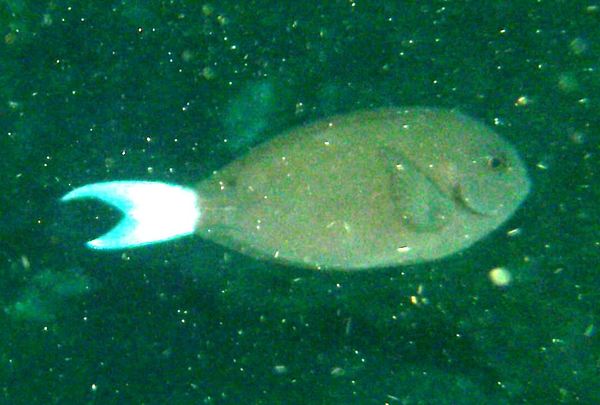 Surgeonfish - Whitetail surgeonfish