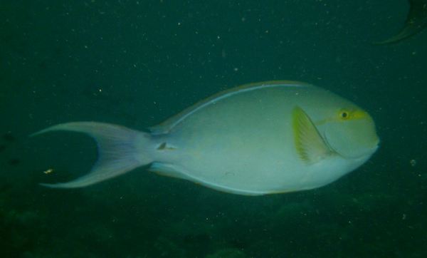 Surgeonfish - Yellowfin Surgeonfish