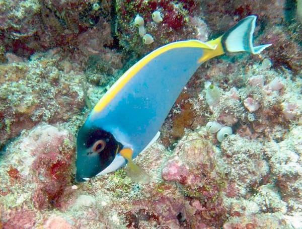 Surgeonfish - Powder Blue