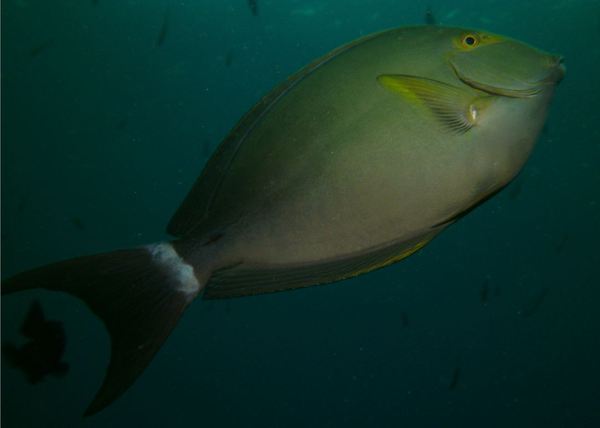 Surgeonfish - Yellowfin Surgeonfish