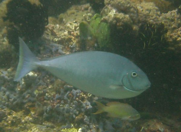 Surgeonfish - Sleek Unicornfish