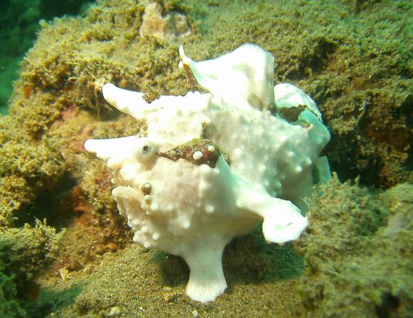 Frogfish - Warty Frogfish