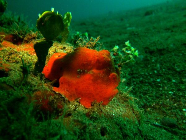 Frogfish - Painted Frogfish