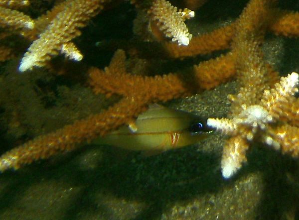 Cardinalfish - Bargill cardinalfish