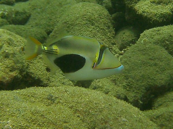 Triggerfish - Blackpatch Triggerfish